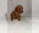Small Photo #25 Cavapoo (Miniature) Puppy For Sale in MUNFORDVILLE, KY, USA