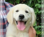 Small Photo #1 Golden Retriever Puppy For Sale in PARTRIDGE, KS, USA