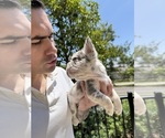 Small #1 French Bulldog