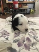 Small Photo #10 Old English Sheepdog Puppy For Sale in MESICK, MI, USA