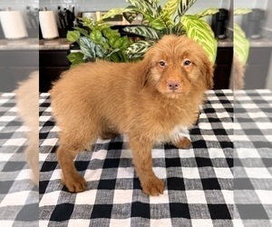 Goldendoodle (Miniature) Dog for Adoption in INDIANAPOLIS, Indiana USA