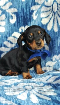 Medium Photo #2 Dachshund Puppy For Sale in LANCASTER, PA, USA