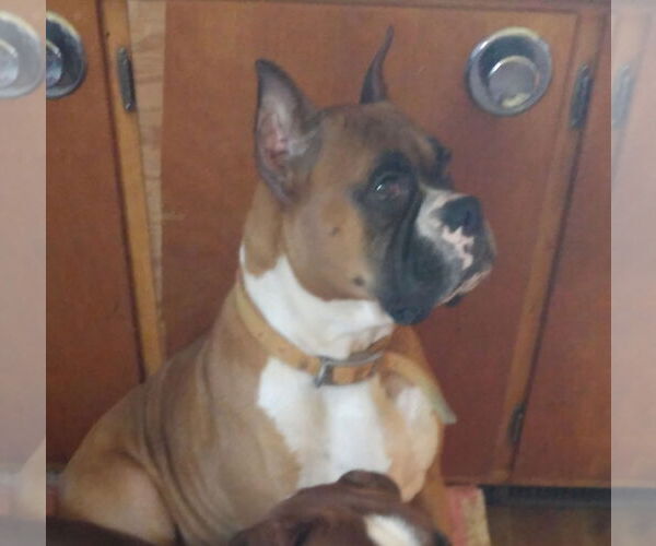 Medium Photo #2 Boxer Puppy For Sale in Woodbury, MN, USA