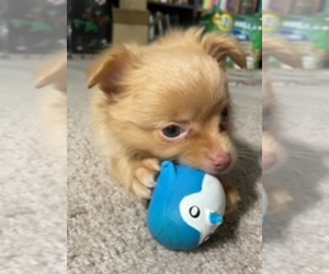 Pom-Shi-Unknown Mix Puppy for sale in COCKEYSVILLE, MD, USA