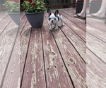 Small Photo #18 French Bulldog Puppy For Sale in KANSAS CITY, MO, USA