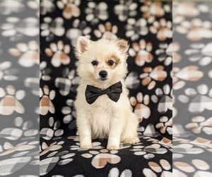 Pomeranian Dog for Adoption in OXFORD, Pennsylvania USA