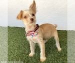 Small Photo #2 Jack Russell Terrier-Unknown Mix Puppy For Sale in San Diego, CA, USA