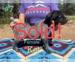 Small Photo #19 German Shorthaired Pointer Puppy For Sale in FLORISSANT, CO, USA