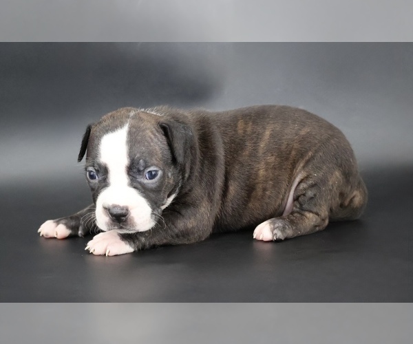 Medium Photo #1 American Bully Puppy For Sale in CHAMPAIGN, IL, USA