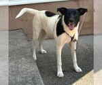Small Labrador Retriever Mix