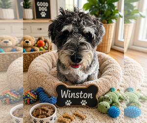 Poodle (Miniature)-Unknown Mix Dogs for adoption in Queen Creek, AZ, USA