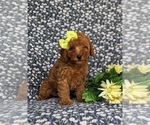Small Photo #3 Poodle (Toy) Puppy For Sale in PEACH BOTTOM, PA, USA