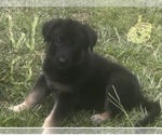 Puppy White Girl German Shepherd Dog