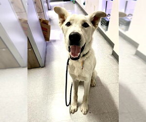 German Shepherd Dog Dogs for adoption in Bakersfield, CA, USA