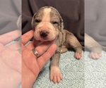 Small #1 Great Dane