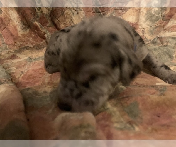 Medium Photo #15 Great Dane Puppy For Sale in MARICOPA, AZ, USA