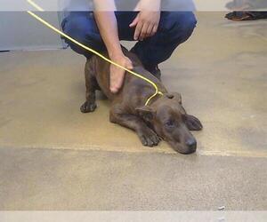 Mutt Dogs for adoption in Sacramento, CA, USA