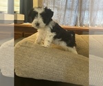 Small #1 Schnauzer (Miniature)