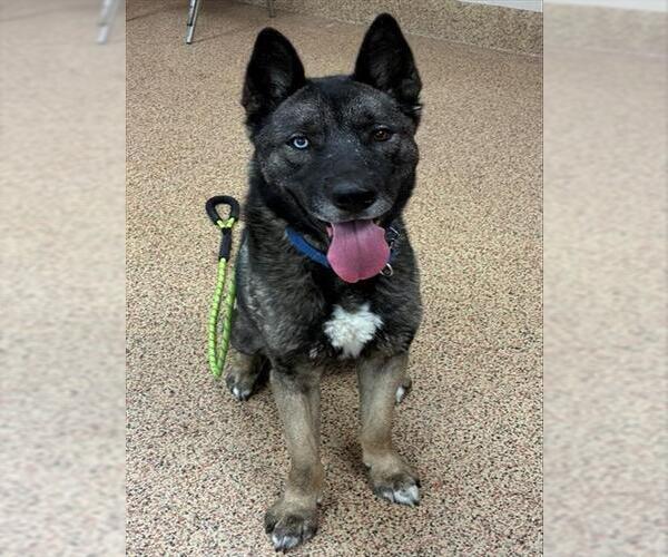 Medium Photo #1 Akita-Siberian Husky Mix Puppy For Sale in Springfield, MA, USA