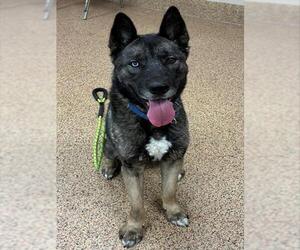 Akita-Siberian Husky Mix Dogs for adoption in Springfield, MA, USA