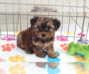 Yorkshire Terrier Puppy for sale in ORO VALLEY, AZ, USA