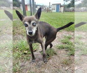 Chihuahua-Unknown Mix Dogs for adoption in oakland, FL, USA
