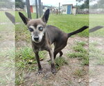 Small Chihuahua Mix