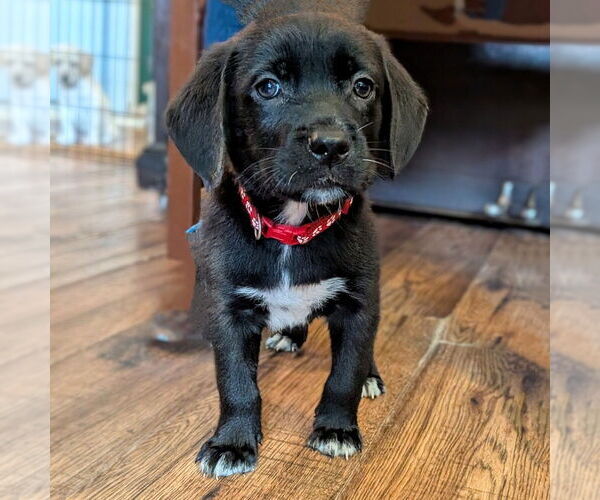 Medium Photo #4 Golden Retriever-Unknown Mix Puppy For Sale in Vail, AZ, USA