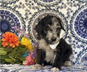 Goldendoodle Puppy for sale in LANCASTER, PA, USA