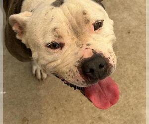 American Bulldog-Unknown Mix Dogs for adoption in Tulsa, OK, USA