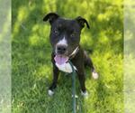 Small #2 American Pit Bull Terrier