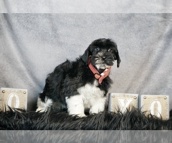 Medium Photo #5 Schnauzer (Miniature) Puppy For Sale in WARSAW, IN, USA