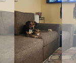 Small #2 Mutt