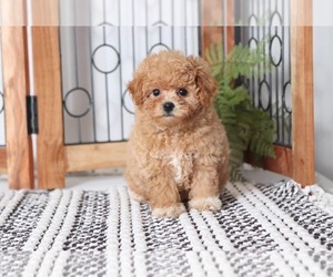 Maltipoo Puppy for sale in NAPLES, FL, USA