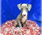 Small Photo #8 Italian Greyhound Puppy For Sale in NORWOOD, MO, USA