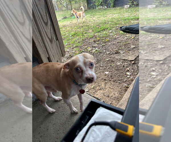 Medium Photo #5 Chihuahua-Unknown Mix Puppy For Sale in Springdale, PA, USA