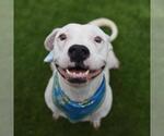 Small American Staffordshire Terrier Mix