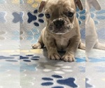 Small Photo #1 French Bulldog Puppy For Sale in COLUMBUS, GA, USA