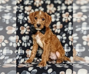 Miniature Labradoodle Puppy for sale in QUARRYVILLE, PA, USA