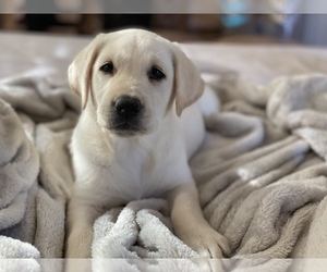 Labrador Retriever Puppy for sale in DALY CITY, CA, USA