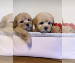 Small Photo #8 Maltipoo Puppy For Sale in VALLEY CENTER, CA, USA