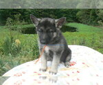 Small #7 German Shepherd Dog