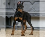 Small Photo #37 Doberman Pinscher Puppy For Sale in WARSAW, IN, USA