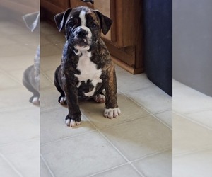 Olde English Bulldogge Puppy for sale in CHARLOTTE HALL, MD, USA