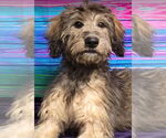 Small #1 Irish Wolfhound Mix