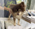 Small Pomeranian