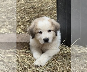 Great Pyrenees Puppy for Sale in FREEVILLE, New York USA
