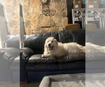 Small Photo #12 Great Pyrenees Puppy For Sale in Spring, TX, USA