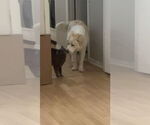 Small #5 Great Pyrenees