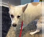 CHURRO - Male Texas Heeler-Unknown Mix Dog for Adoption - Small photo